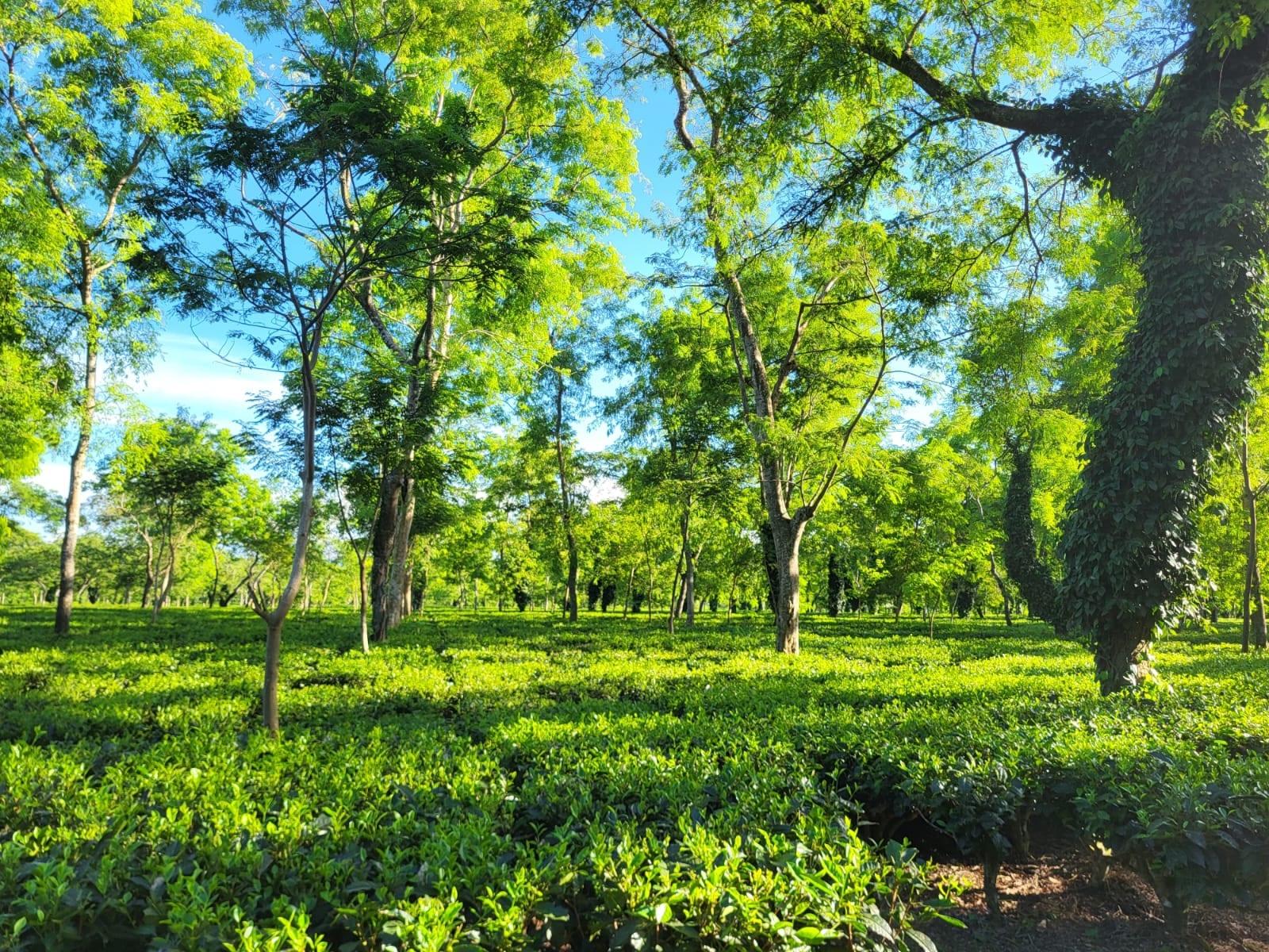 Shade trees and creeper-covered trunks above a section of tea