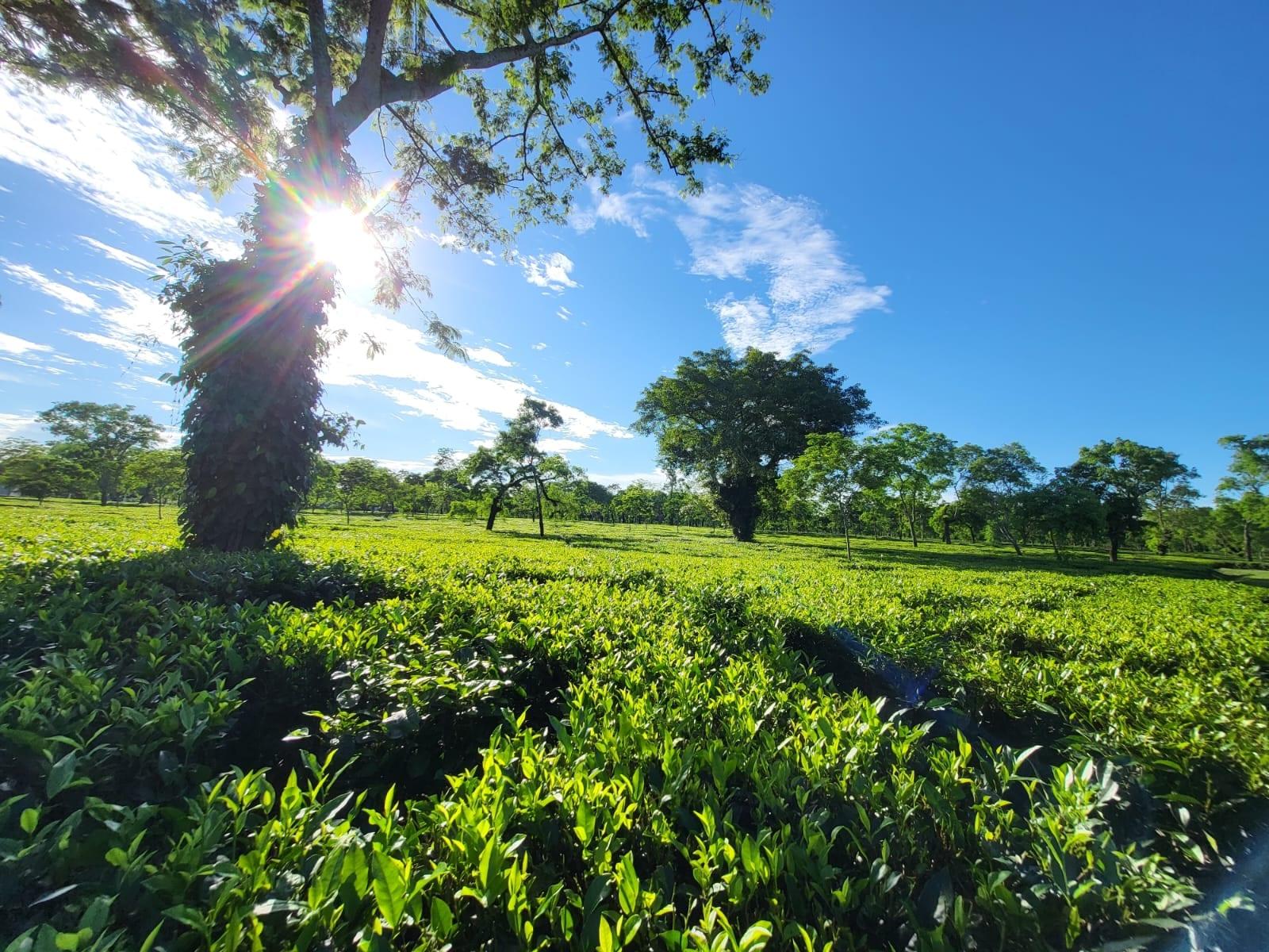 Sunlight through a creeper-clad shade tree over the tea at Bokakhat