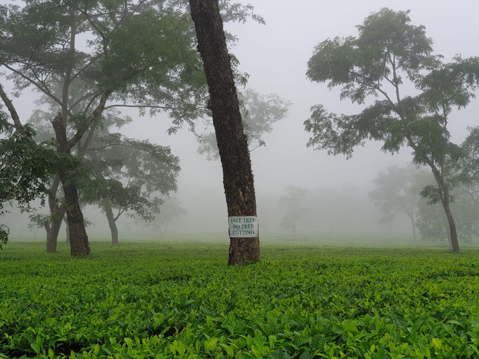 Morning mist over the sections, a “Save trees — no tree cutting” notice on a shade tree