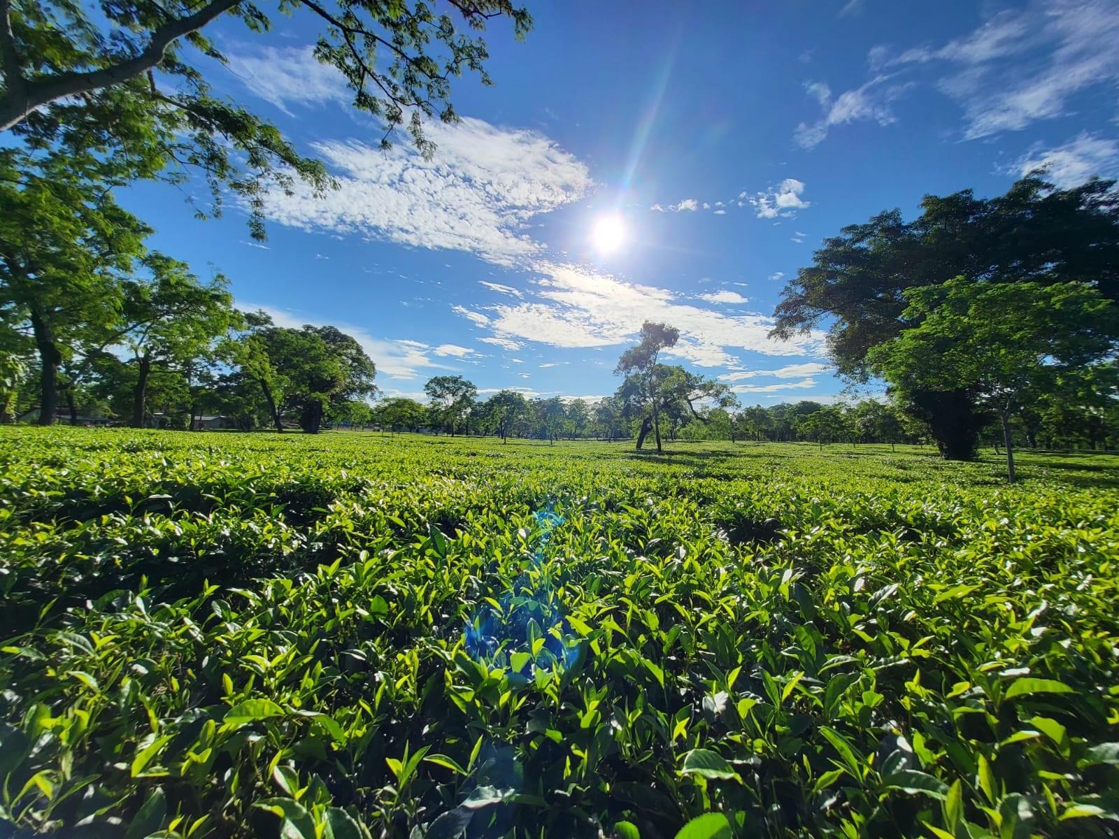 Tea sections at Bokakhat stretching to the shade-tree line under a midday sun