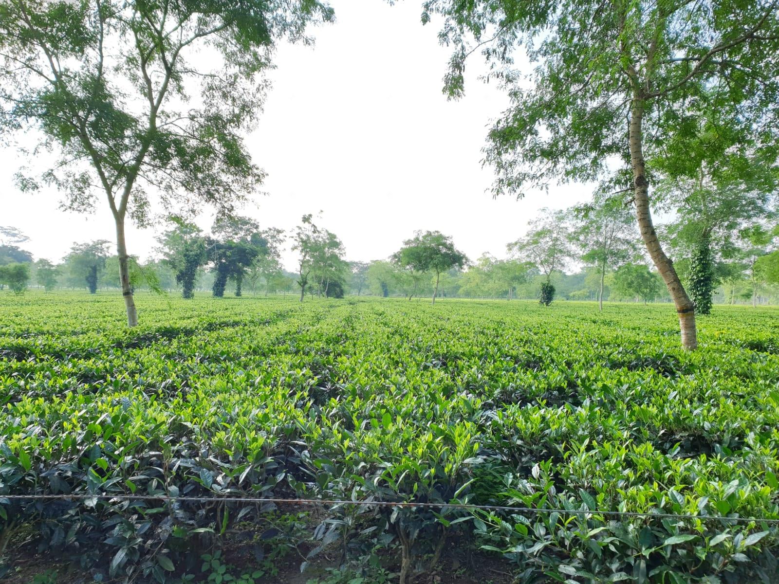 A flat plucking table running to the shade-tree line at Bokakhat Tea Estate