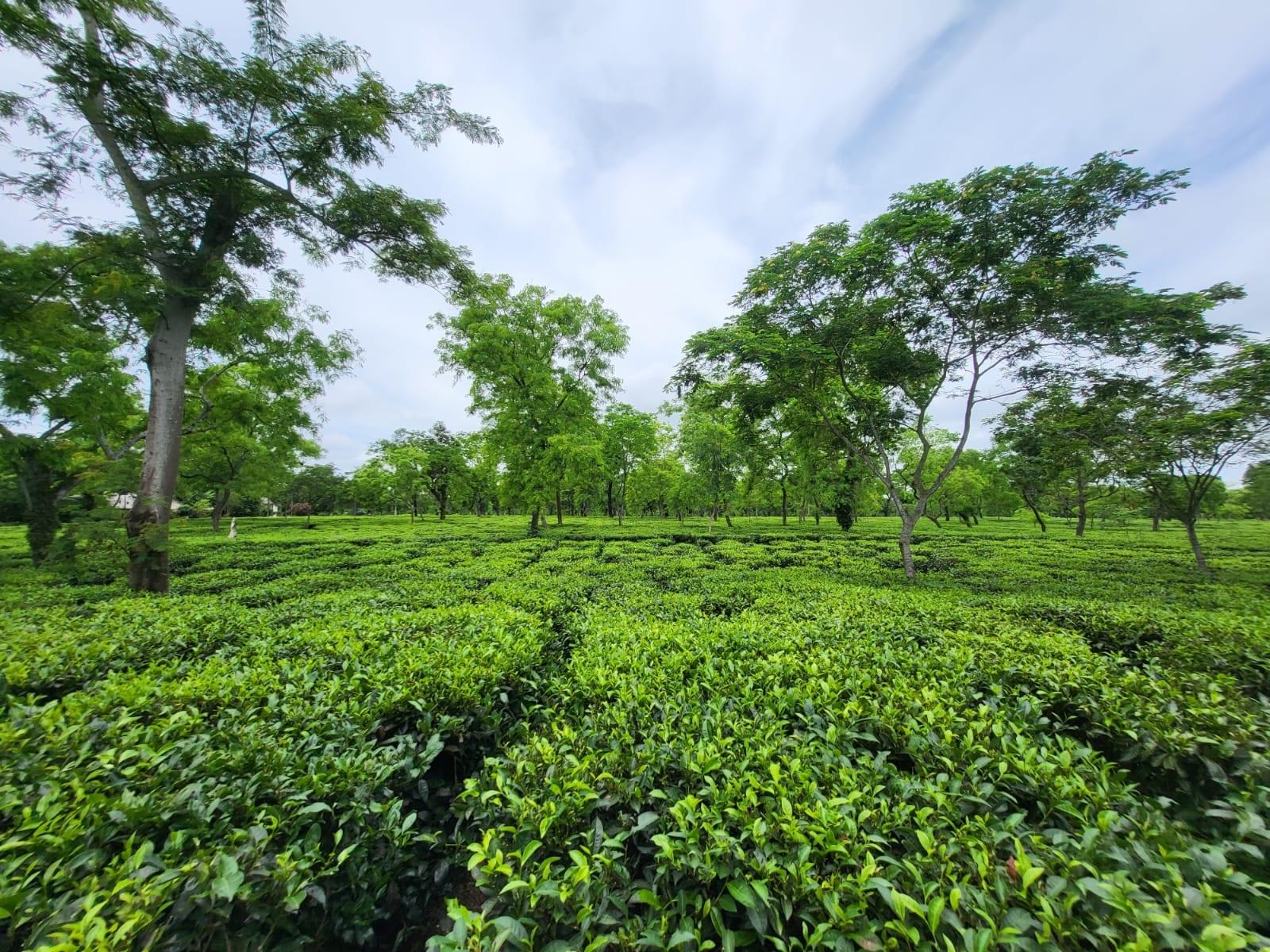 Plucking tables running in curved rows beneath the shade canopy