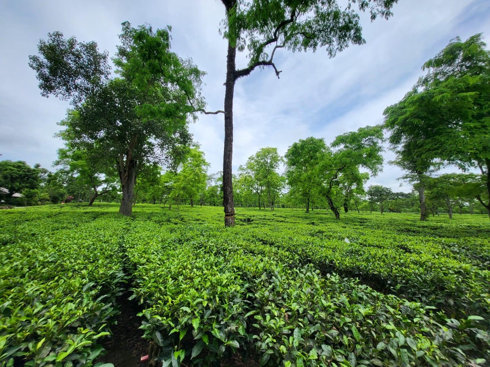Mature shade trees standing over the plucking tables at Bokakhat Tea Estate