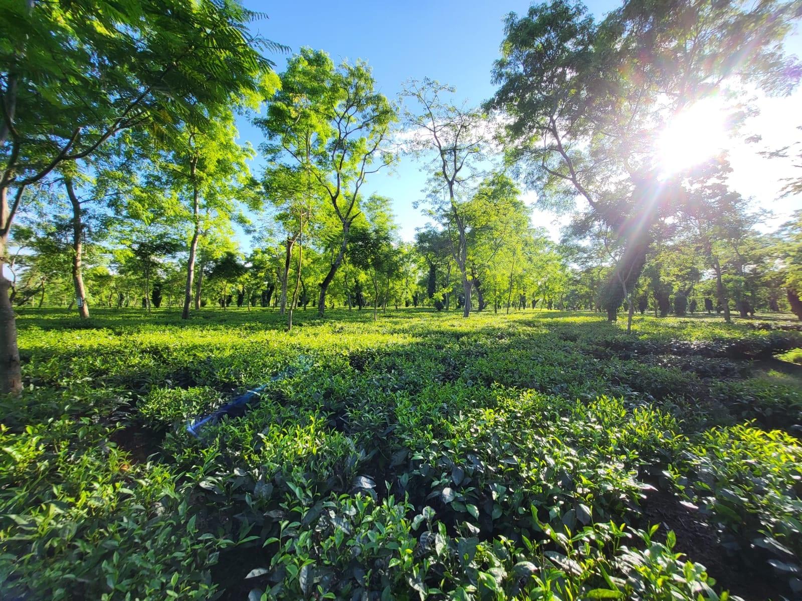 Sun breaking through the shade trees above the plucking tables