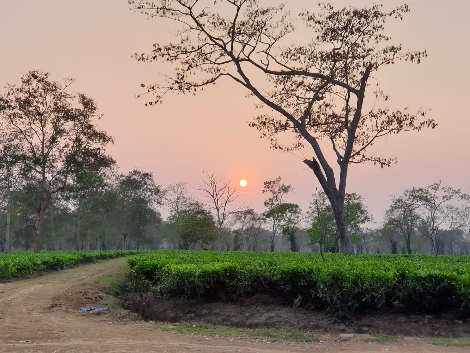A garden road running between the sections as the sun sets behind the shade trees