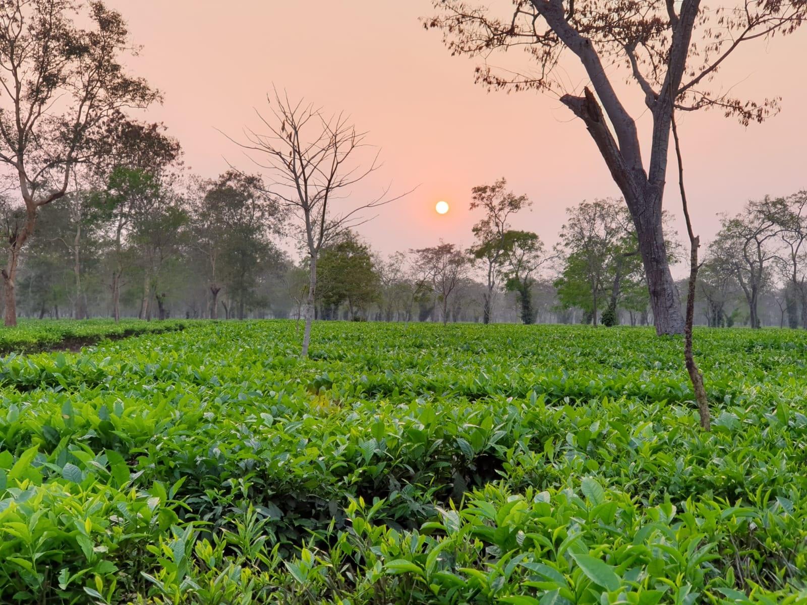 The sun setting over the tea sections at Bokakhat Tea Estate