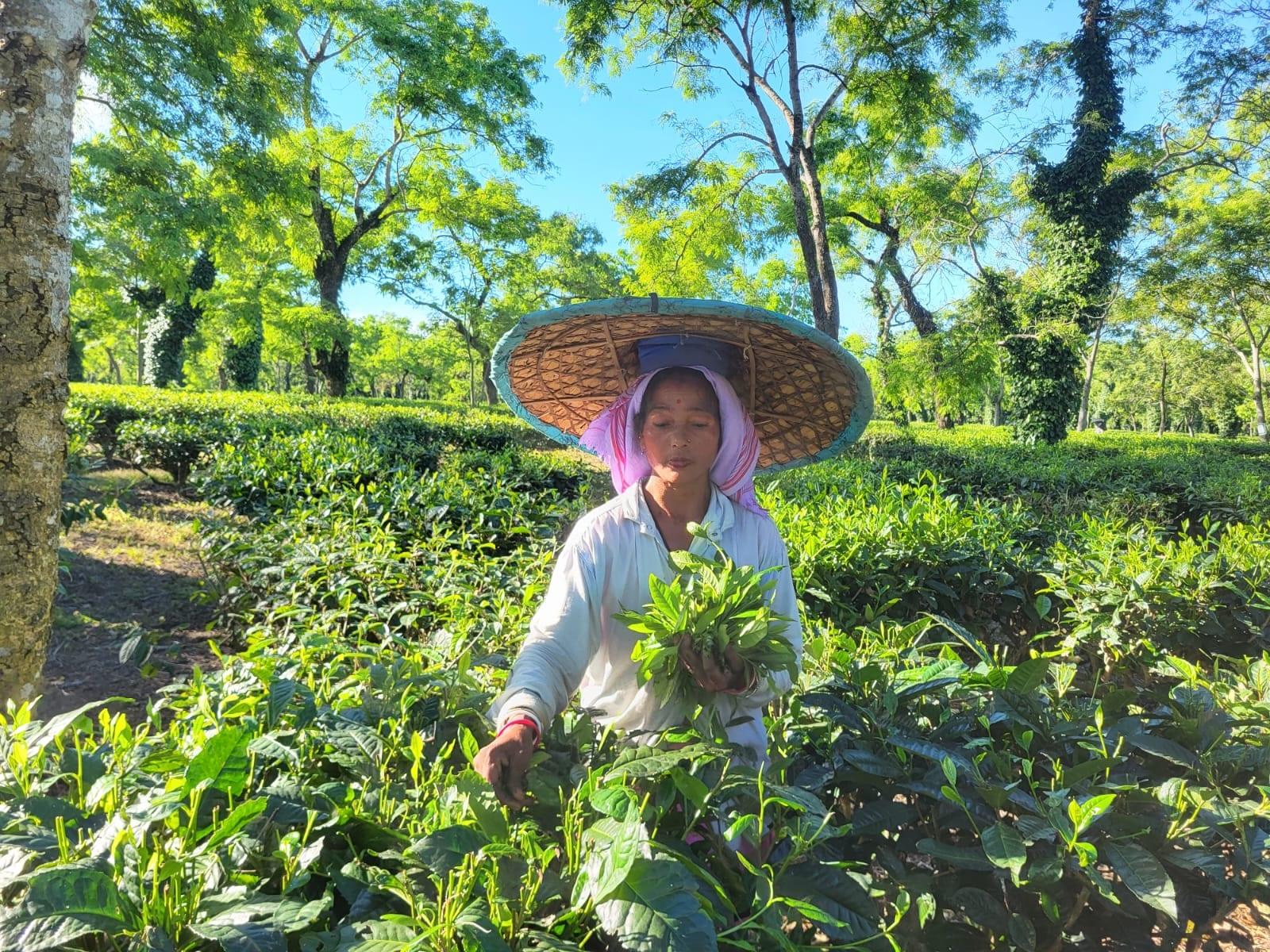 A plucker in a traditional Assamese japi gathering the day’s leaf at Bokakhat