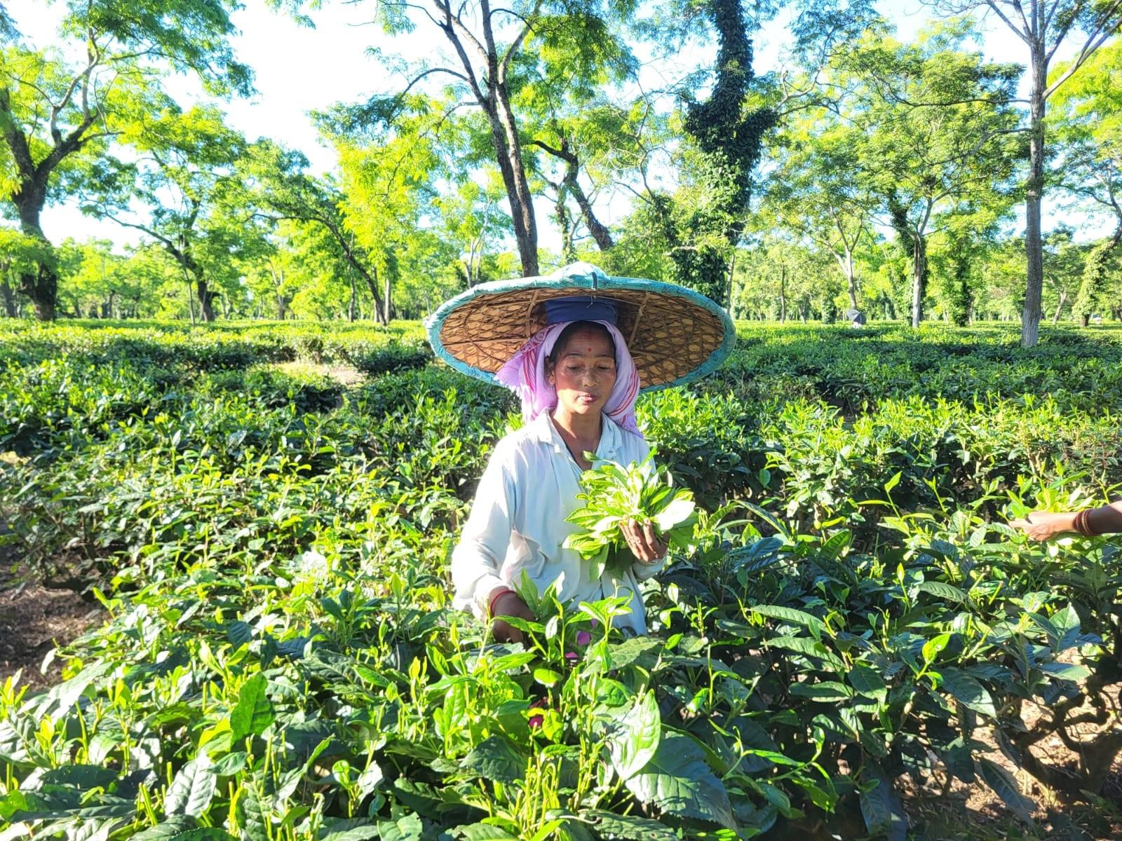 A plucker holding a handful of freshly picked two leaves and a bud